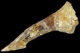 Fossil Sawfish (Onchopristis) Rostral Barb - Composite #106380-1